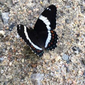 Meet your Posher, Catalina